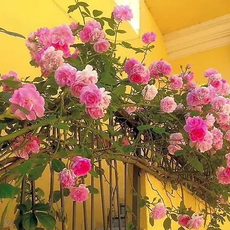 Maison Rosetta Iun-e4948 B&B 3*