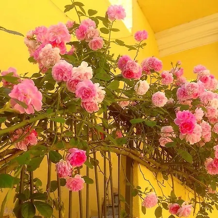 Maison Rosetta Iun-e4948 3*